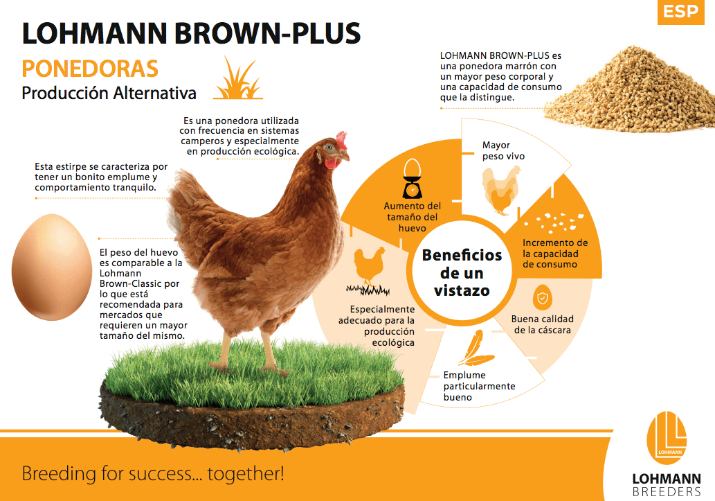 Gallinas Camperas Leaflet Lohmann Breeders