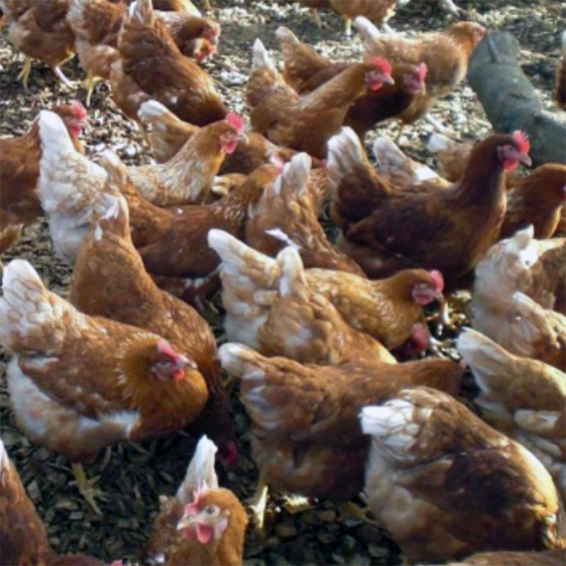 Selección de picos más cortos para reducir el picaje de plumas en gallinas ponedoras