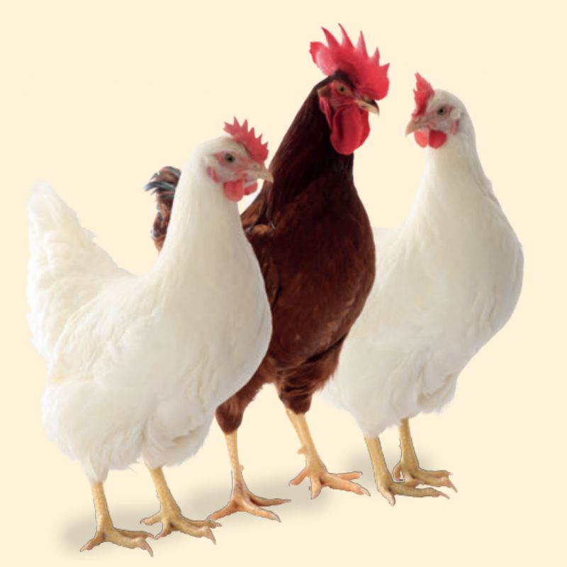 Two new hens at the start: LSL- and LB-CONVERTER