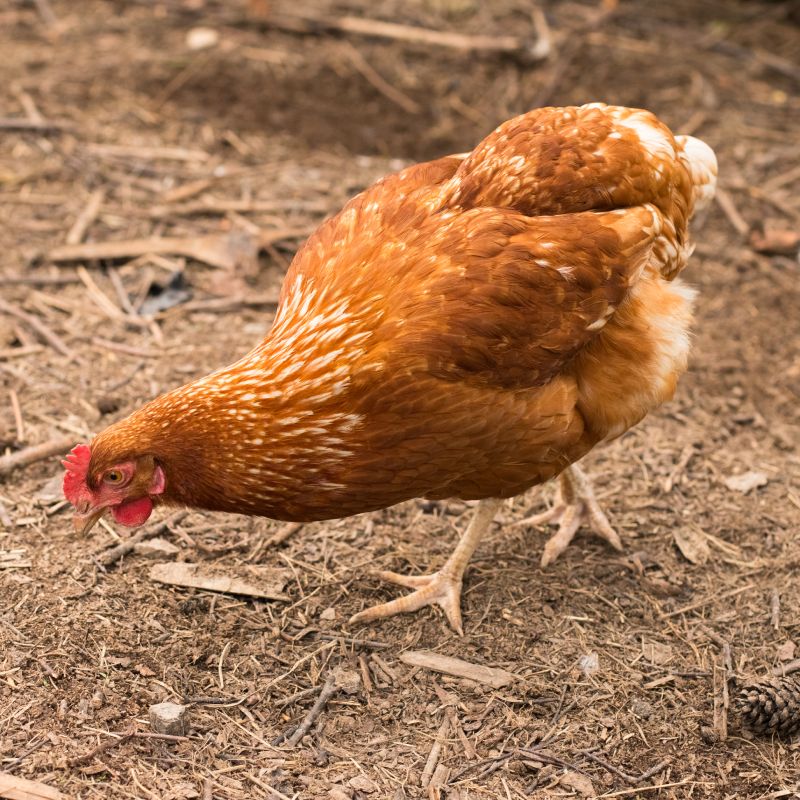 New performance standards for all laying hens