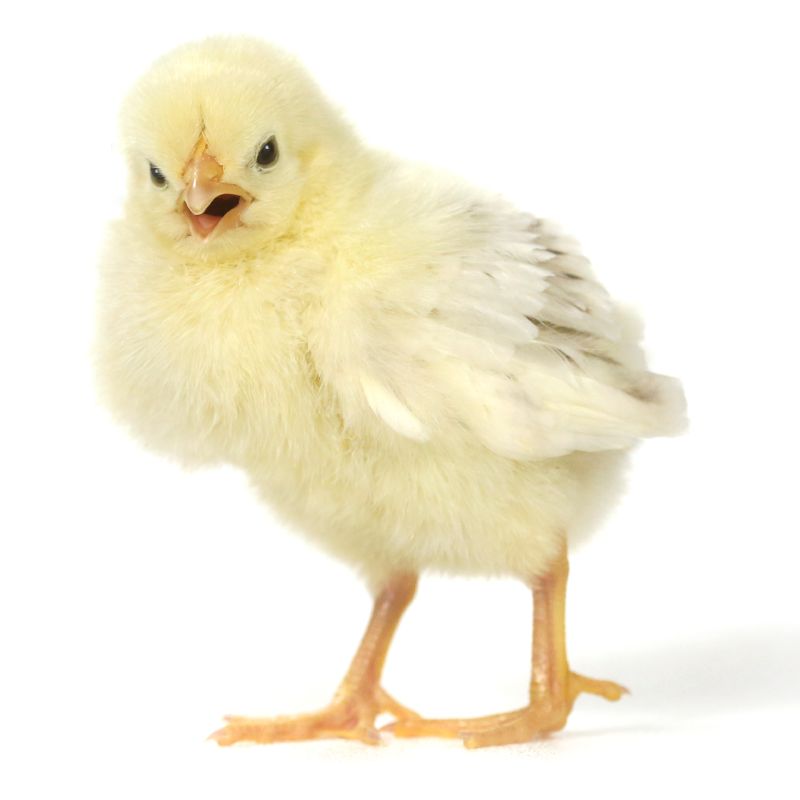 Review of different day-old chick quality parameters in layer type breeds