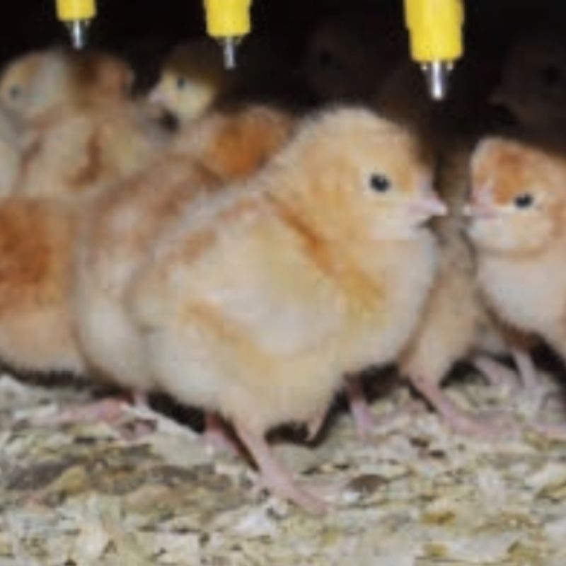 100 millionth chick sold in UK by LOHMANN GB