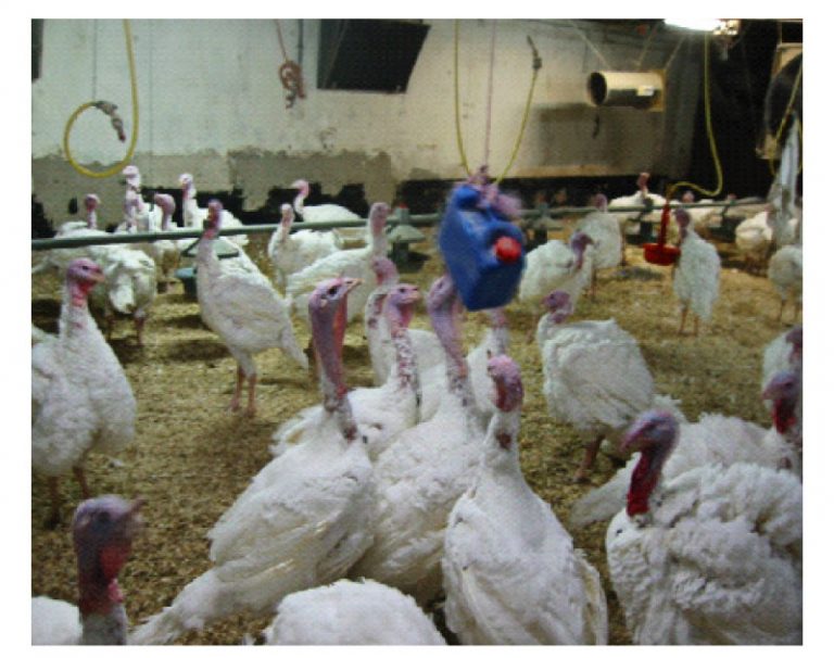 Enrichment For Broilers And Turkeys – From Theoretical Consideration To ...