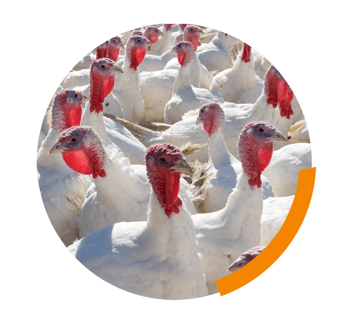 Regulation of Free-Range Systems for Chicken Health and Welfare – Debating  Science