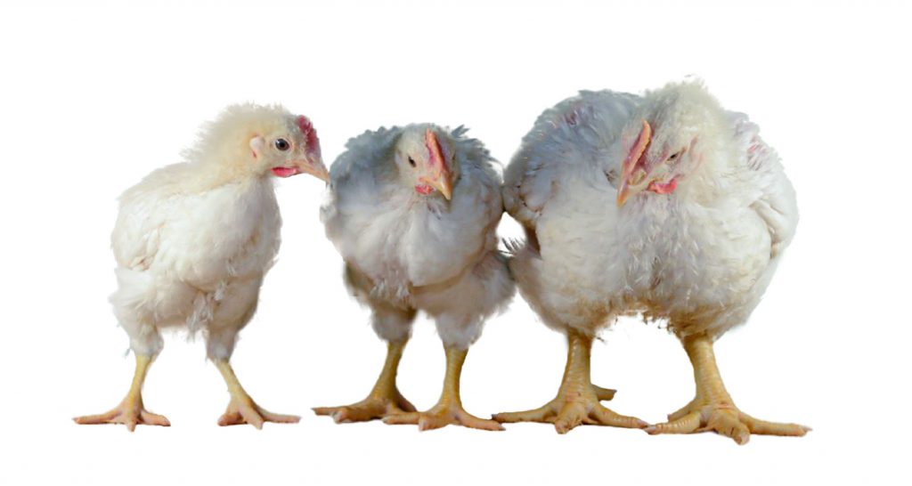 Do broilers benefit from elevated structures? Lohmann Breeders