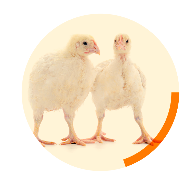 Effects of dietary P and Ca on phytate degradation in broiler chickens – <em>in vitro</em> and <em>in vivo</em> investigations