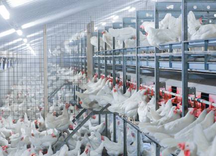 THE STRATEGIC USE OF ENRICHMENT FOR MODERN LAYING HENS USING THE RISE CONCEPT