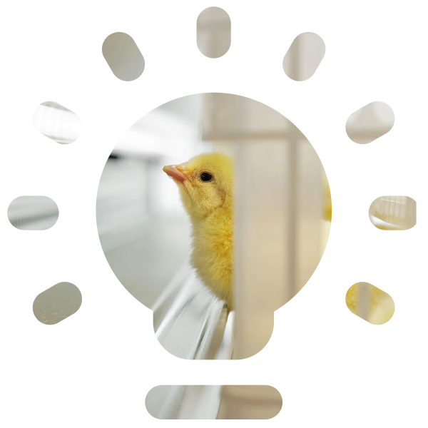 The effect of light during incubation on embryonic development and post-hatch behaviour, health and performance of domestic chicken