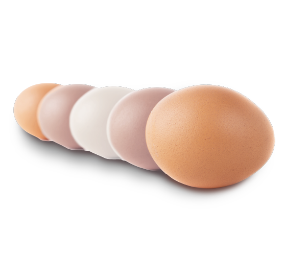 TAGLINE BECOMES EGGLINE <br> THE POWER OF A SLOGAN IN CORPORATE COMMUNICATIONS