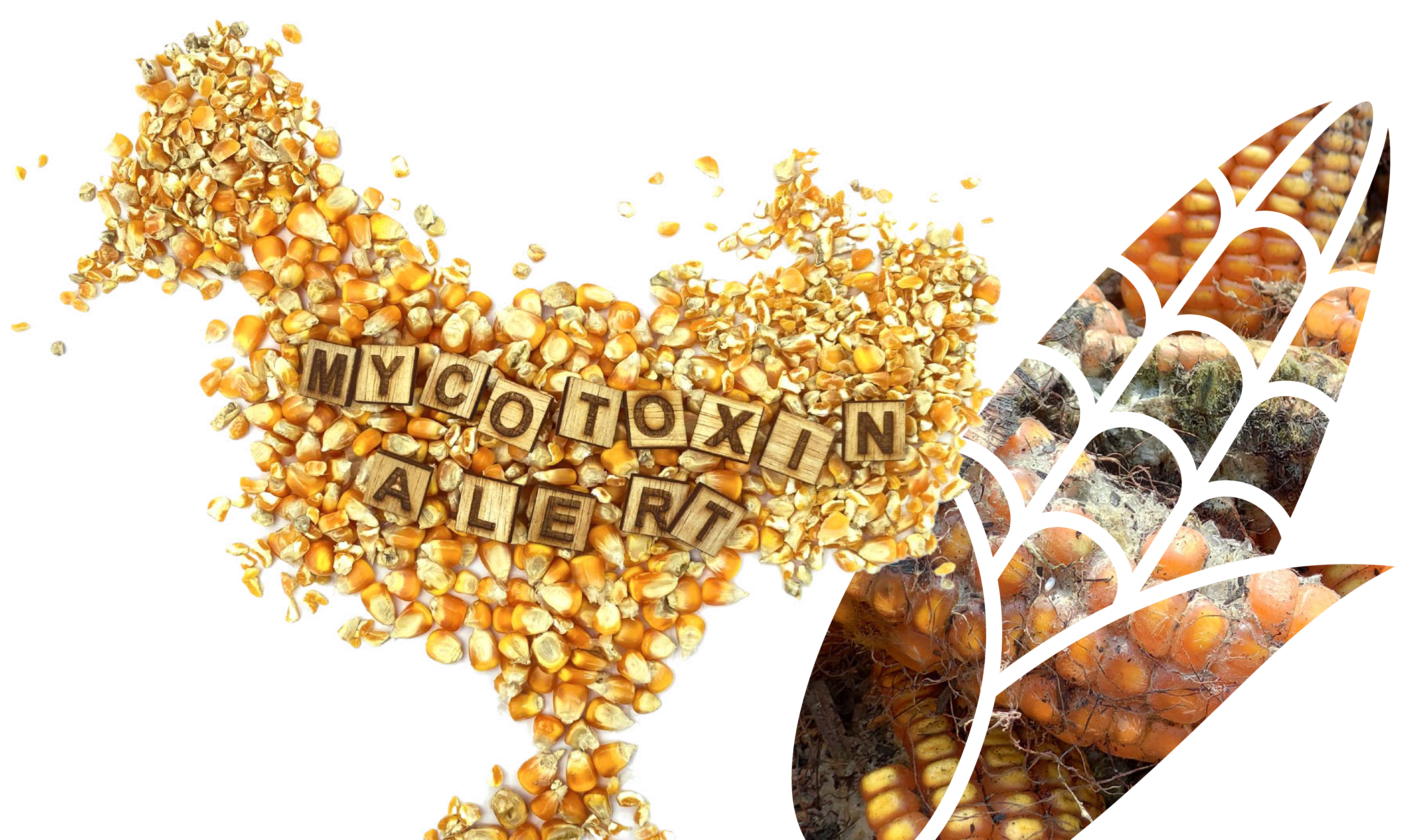 Mycotoxins