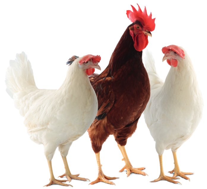 Breed Image 1