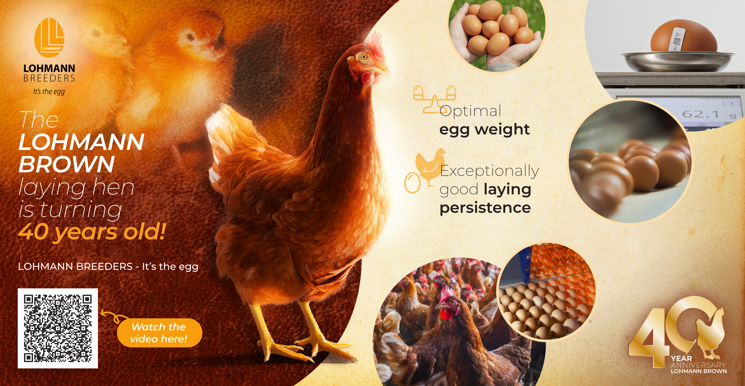 Optimal egg weight def