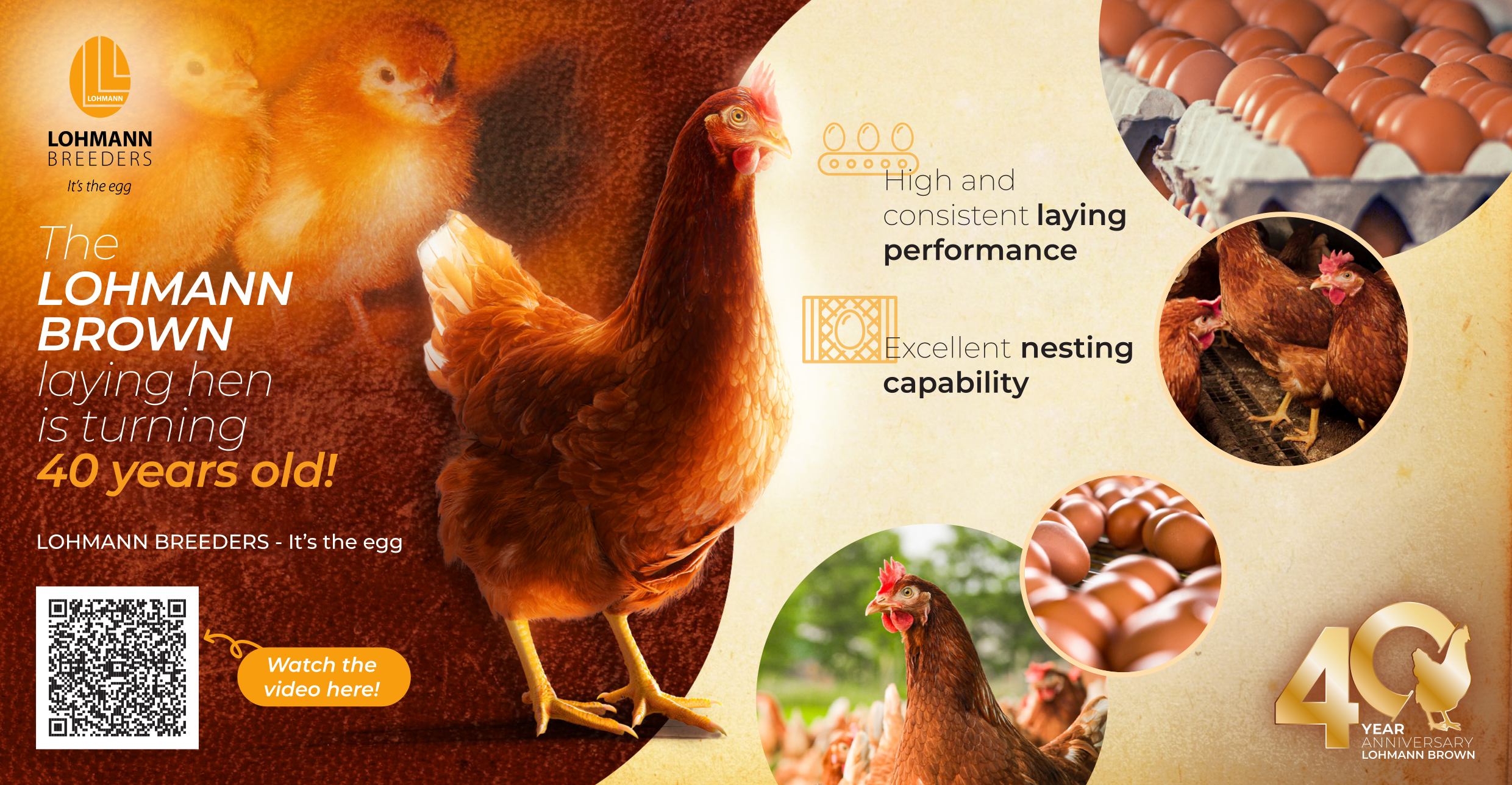 High consistent laying performance def