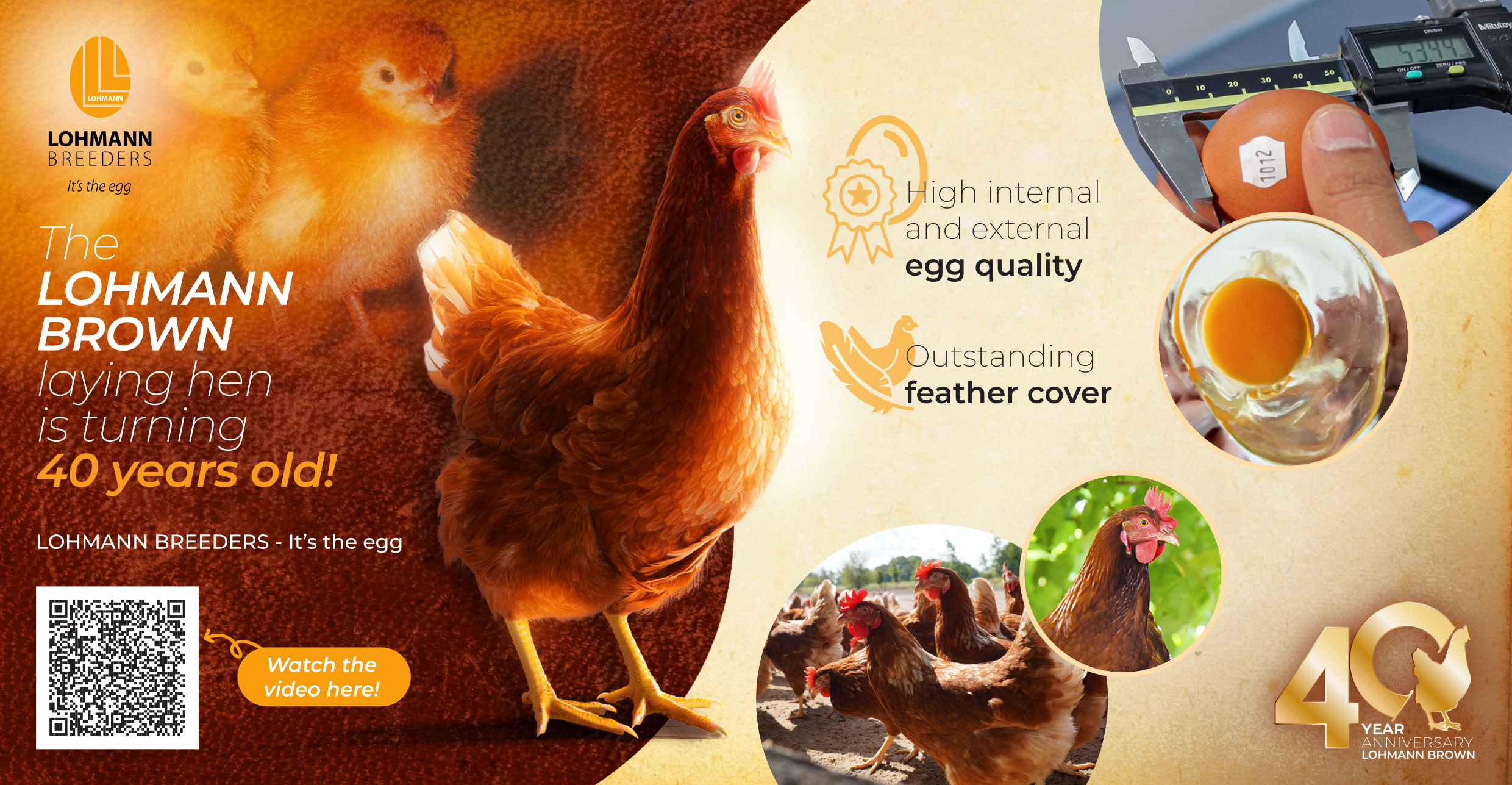 High internal external egg quality def