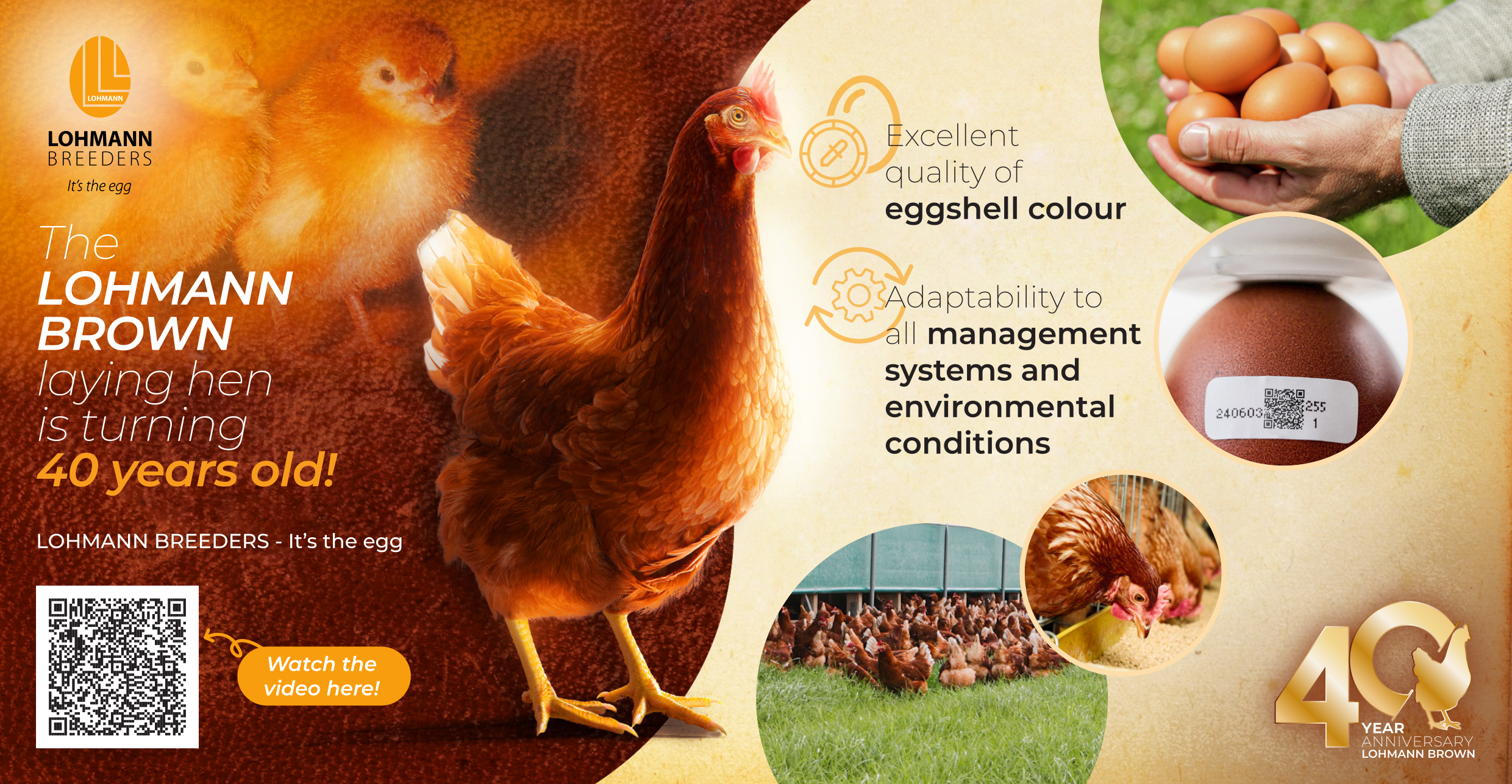 Excellent quality of eggshell color def