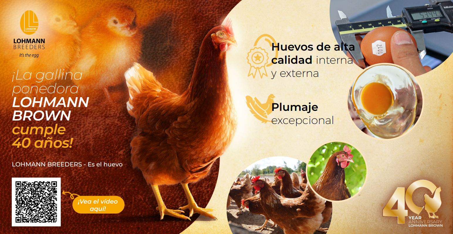 Alta calidad interna y externa de los huevos