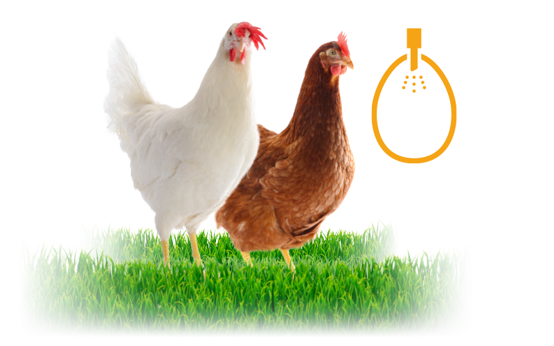 Coccidiosis vaccination – Five key points for effective post-vaccination management in cage-free systems