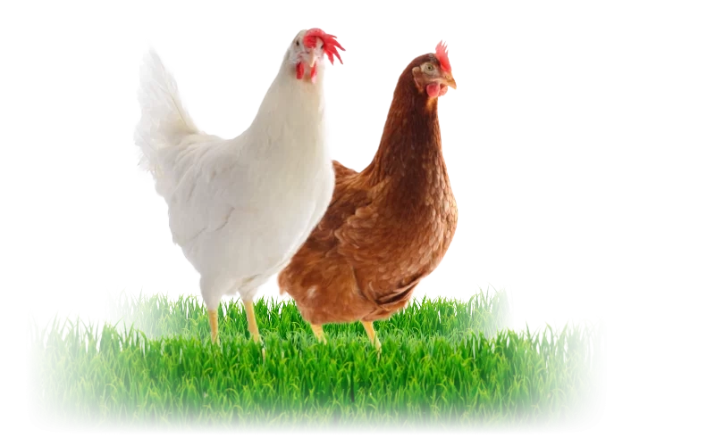 Coccidiosis vaccination – Five key points for effective post-vaccination management in cage-free systems