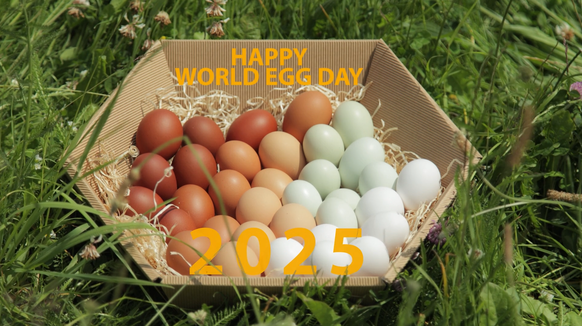 HAPPY WORLD EGG DAY 2025