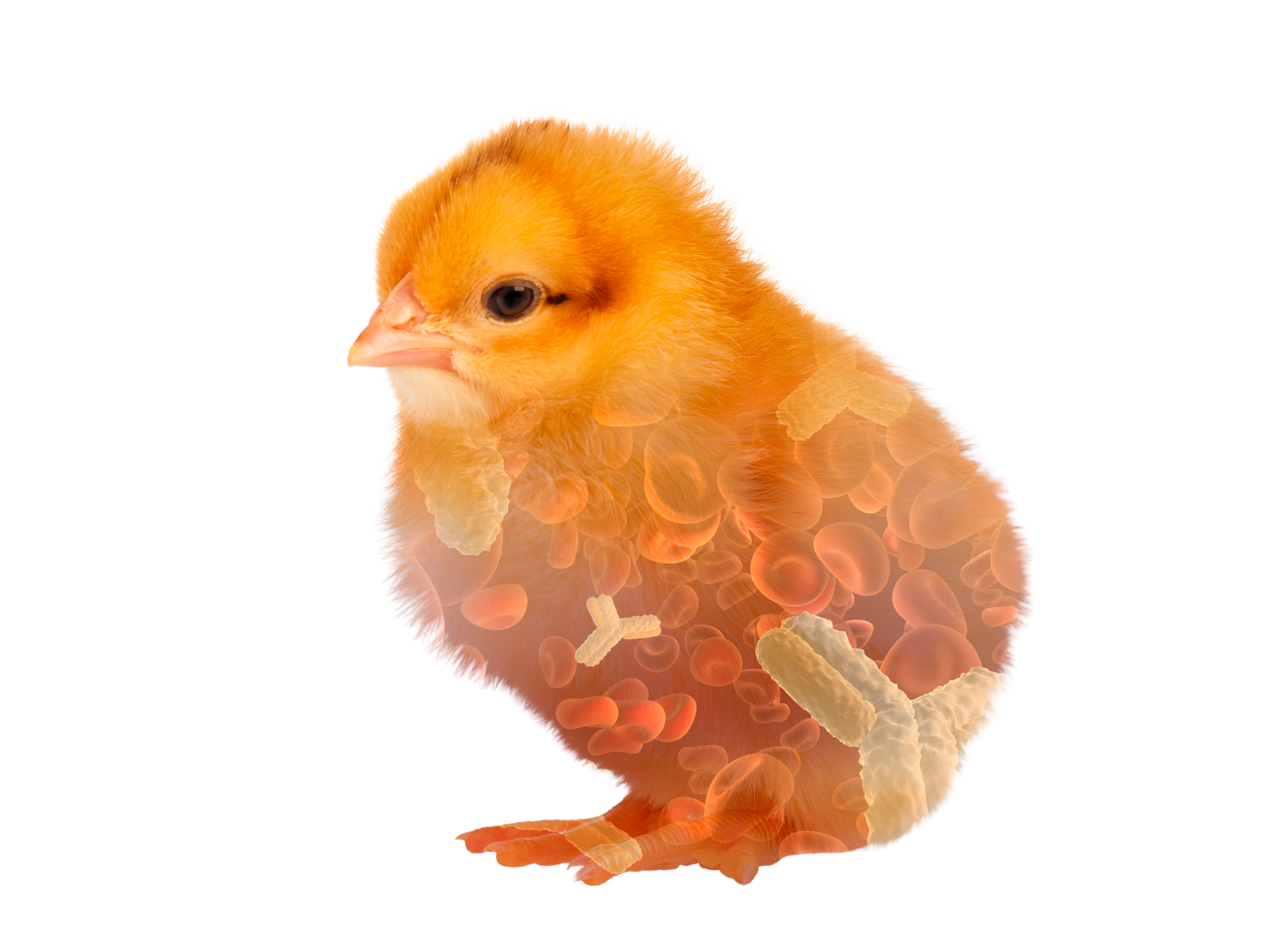 The Hidden Art of Rearing: How We Imprint the Immune System of Laying Hens