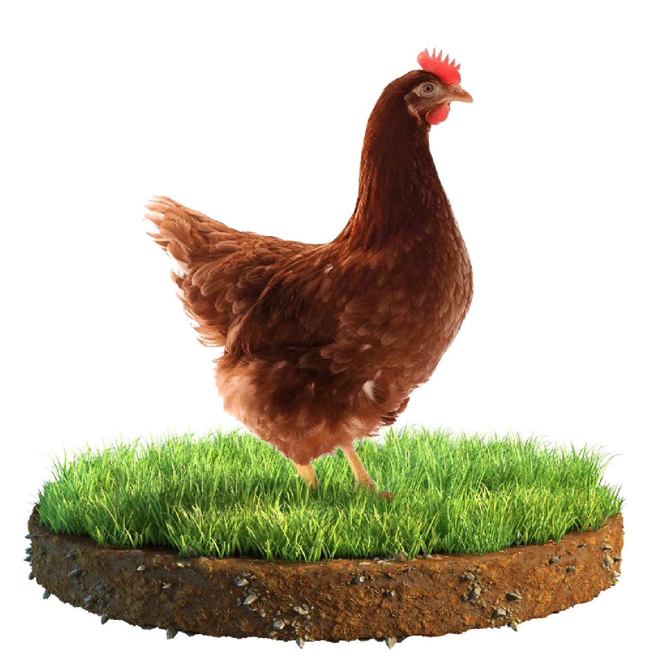 LOHMANN BROWN-CLASSIC: Turning performance into profit