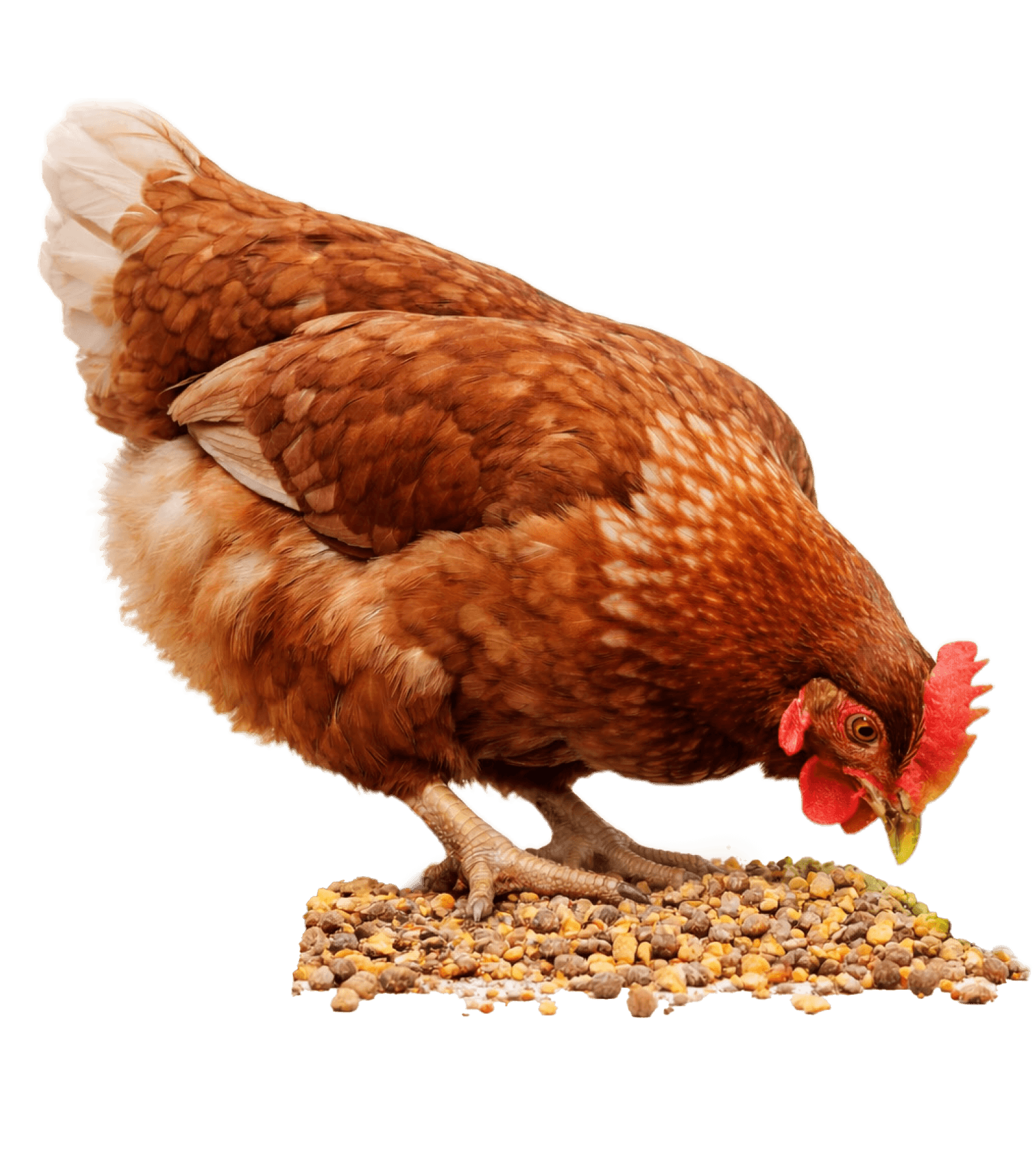 Oxidation, Oxidants and Antioxidants in Layer Nutrition