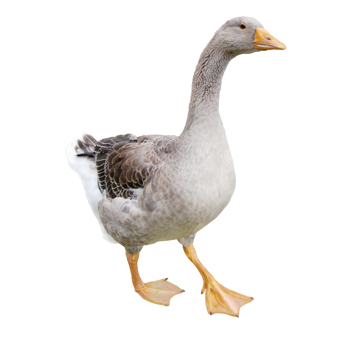Contributions of native poultry to food security, wealth creation and sustainable livelihoods under resource-limited conditions – Part II Current state and production value