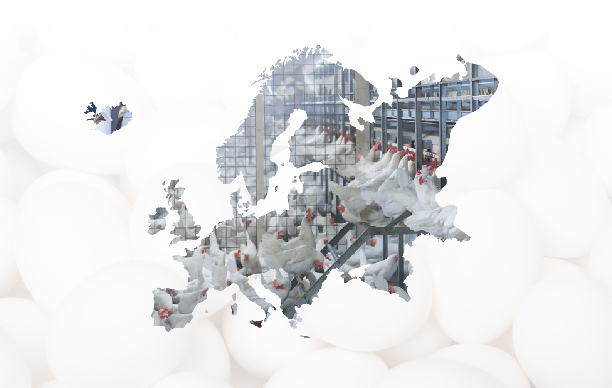 OUTSTANDING FIELD PERFORMANCE CONFIRMS THE STRENGTH OF LOHMANN LSL-LITE
