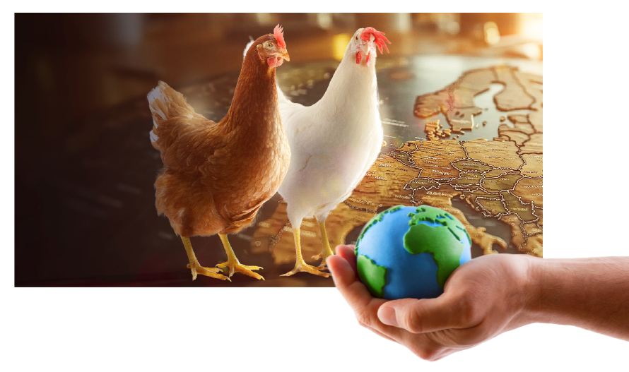 Values around the Egg Counts – Around the Globe