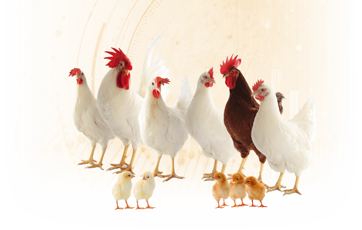 Reliable fertility proven by LOHMANN’s own field data
