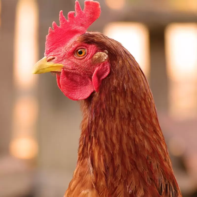 The first live E. coli vaccine now registered in Europe too