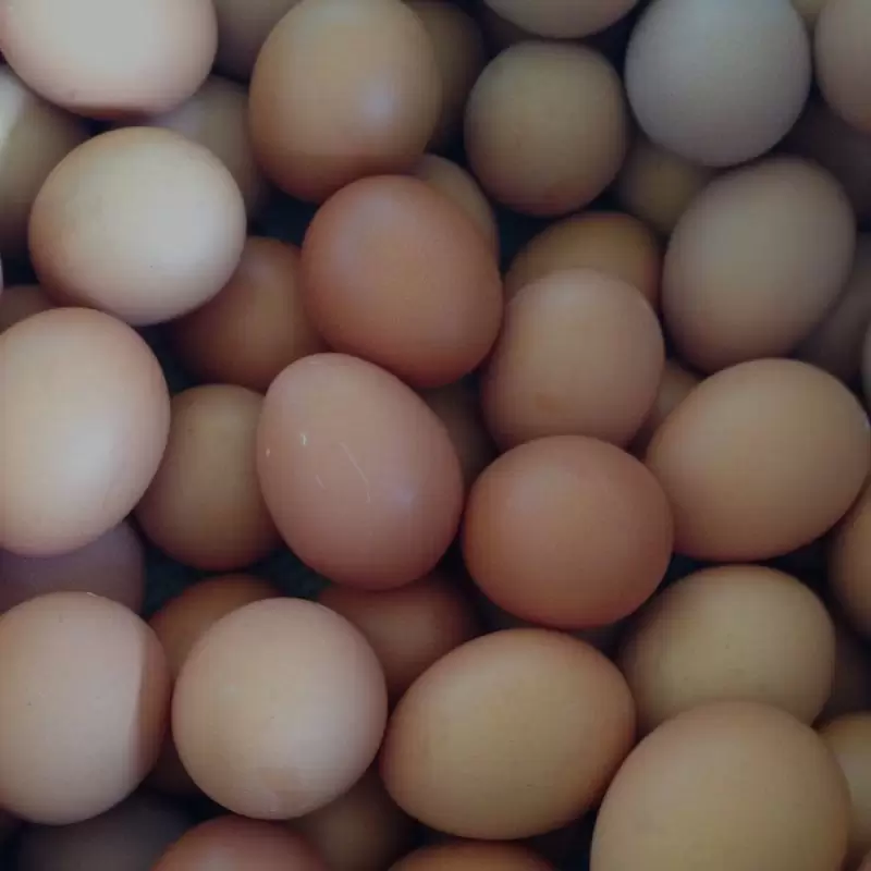 Key factors for successful hatching egg handlingHatching eggs: Taking care of temperature and hygiene