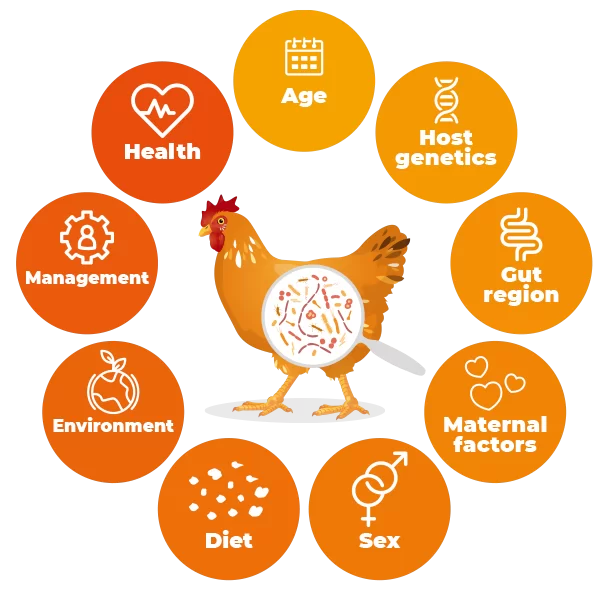 Toward the use of host microbiota interplay in poultry and pig breeding