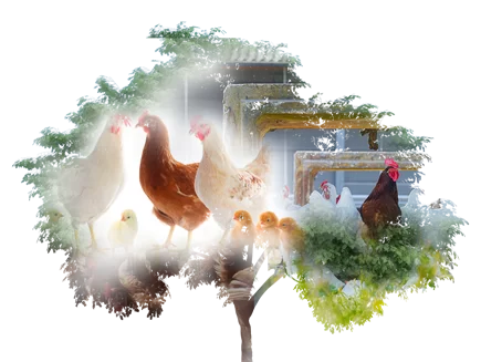 Lohmann sustainability